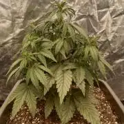 Unreleased champions mix auto fastbuds
