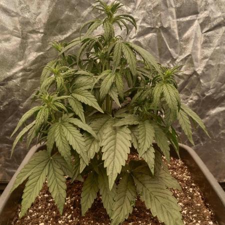 Unreleased champions mix auto fastbuds