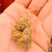 Barney's farm