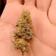 Barney's farm