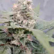 Unreleased champions mix auto fastbuds