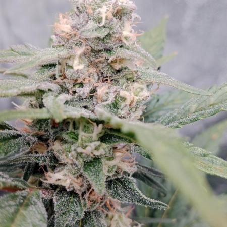 Unreleased champions mix auto fastbuds