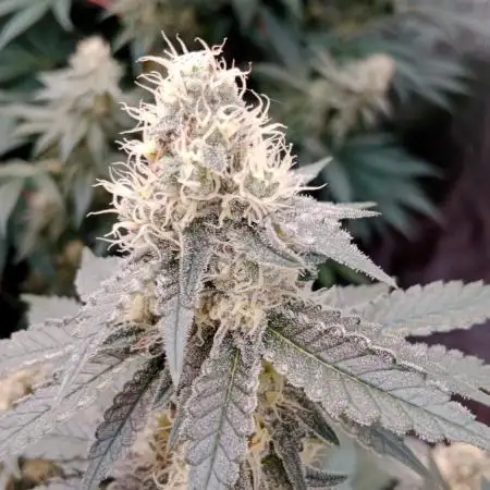 Barney's farm