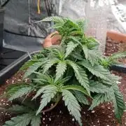 Barney's farm