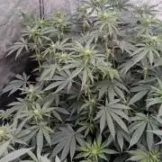 Barney's farm
