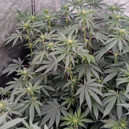 Barney's farm