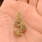 Barney's farm