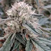 Unreleased champions mix auto fastbuds