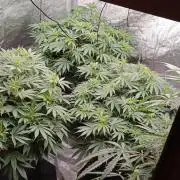 Barney's farm