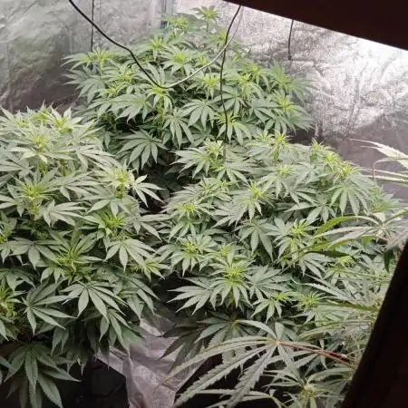Barney's farm