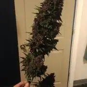 Killa Kane's