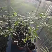 Fastbuds assorted #2