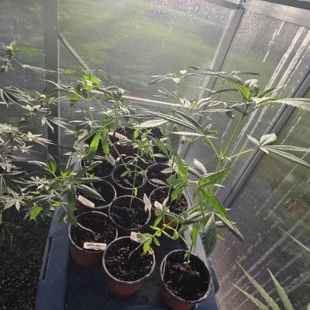 Fastbuds assorted #2