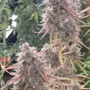 Fastbuds42 Grow