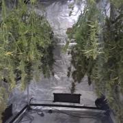 Fastbuds42 Grow