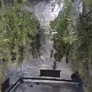 Fastbuds42 Grow