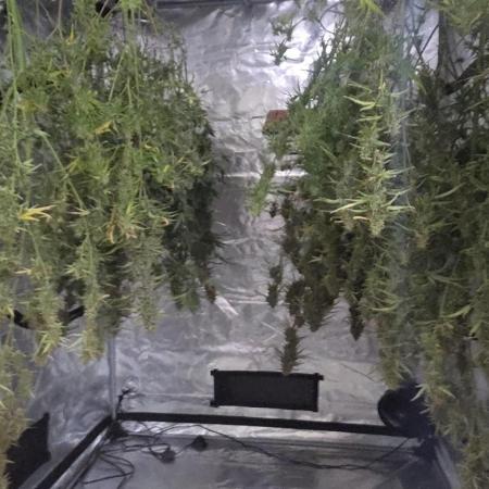 Fastbuds42 Grow