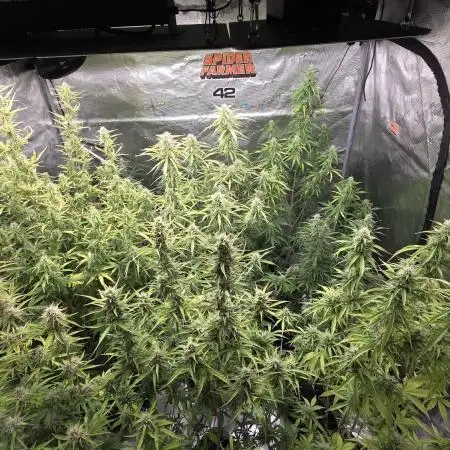 Fastbuds42 Grow