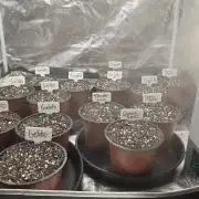 Fastbuds assorted #2