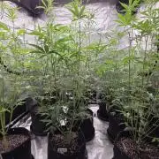 Fastbuds42 Grow