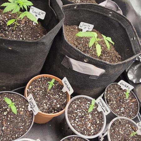 Fastbuds42 grow 3