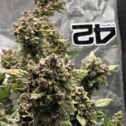 Gorilla cookies auto (fastbuds genetics)
