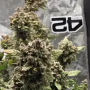 Gorilla cookies auto (fastbuds genetics)