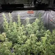 Fastbuds42 Grow
