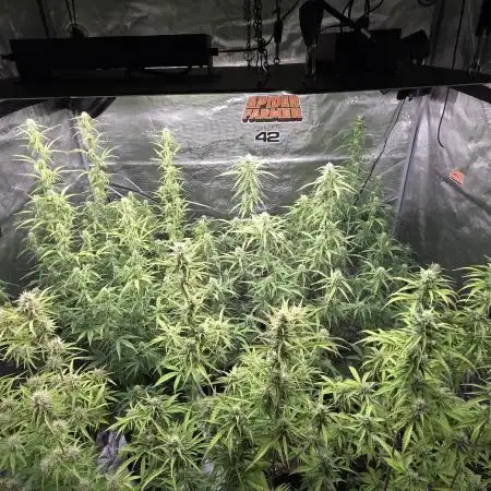 Fastbuds42 Grow