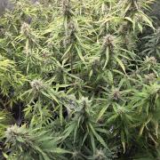 Fastbuds42 Grow