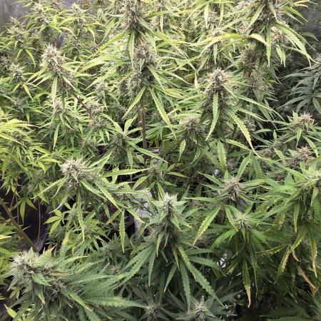Fastbuds42 Grow