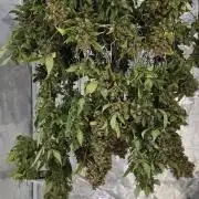 Gorilla cookies auto (fastbuds genetics)