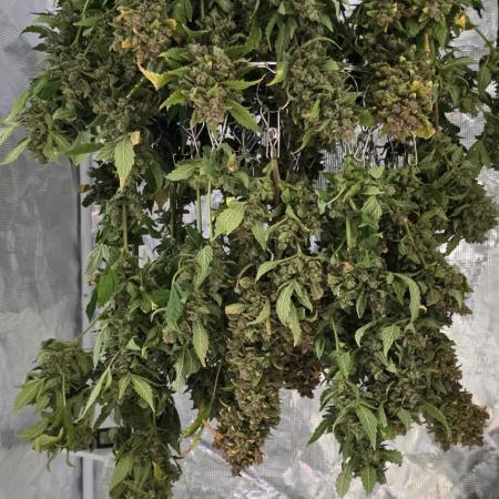 Gorilla cookies auto (fastbuds genetics)