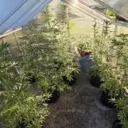 Fastbuds greenhouse