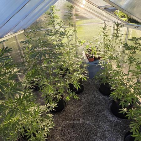 Fastbuds greenhouse