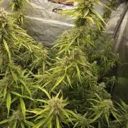Fastbuds42 Grow