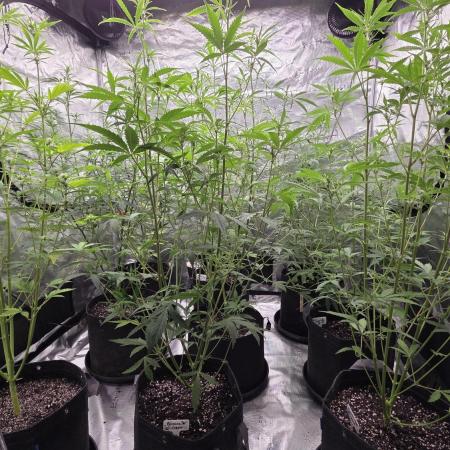Fastbuds42 Grow