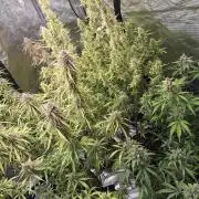 Fastbuds42 Grow