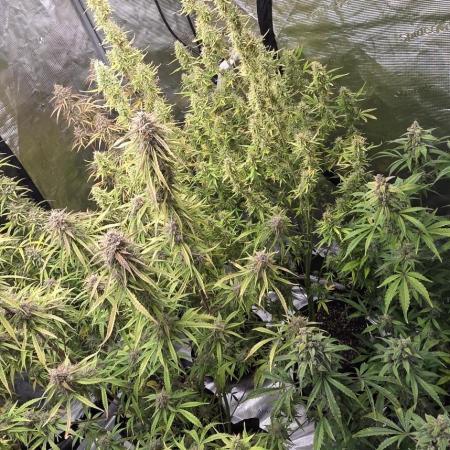 Fastbuds42 Grow