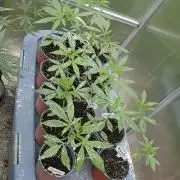 Fastbuds assorted #2
