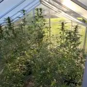 Fastbuds greenhouse