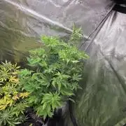 Pheno dirty birds