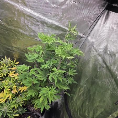Pheno dirty birds