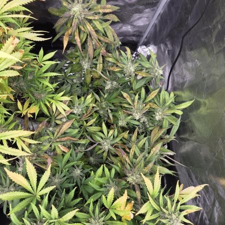 Fastbuds assorted