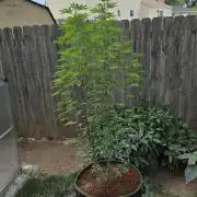 Pheno dirty birds