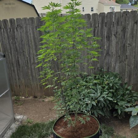 Pheno dirty birds