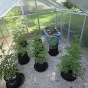Fastbuds greenhouse