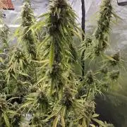 Fastbuds42 Grow