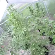 Fastbuds greenhouse