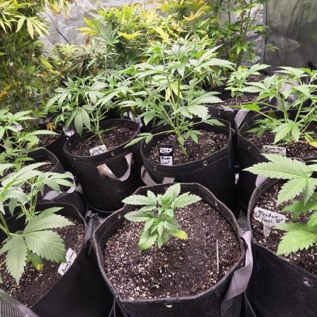 Fastbuds42 Grow